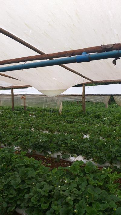 Vendavais e granizo castigam regiÃ£o da CantuquiriguaÃ§u